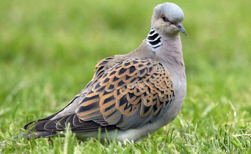 Turtle dove