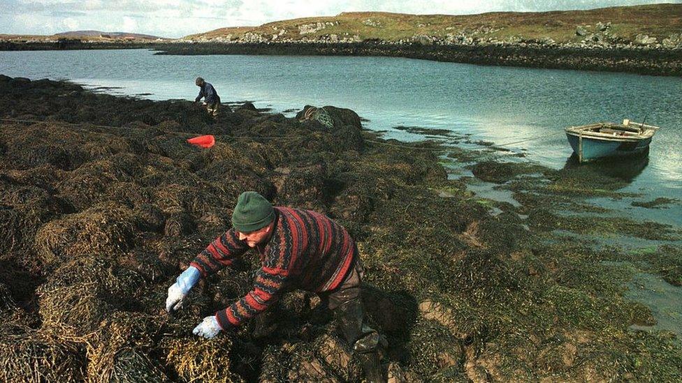 Kelp farming