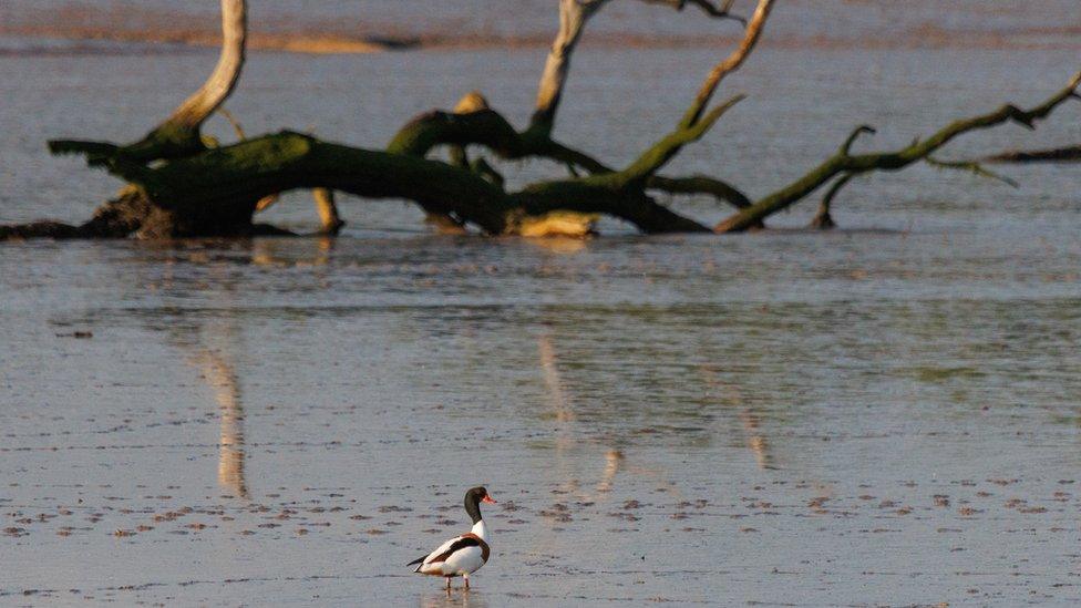 Duck in estuary