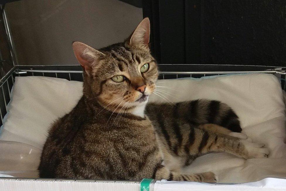 Minnie the cat in her basket outside the shop