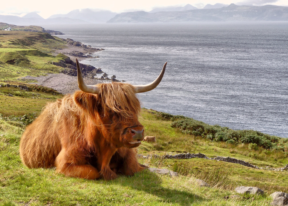 A highland cow sits by the coast