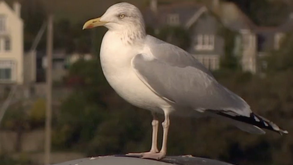 A herring gull