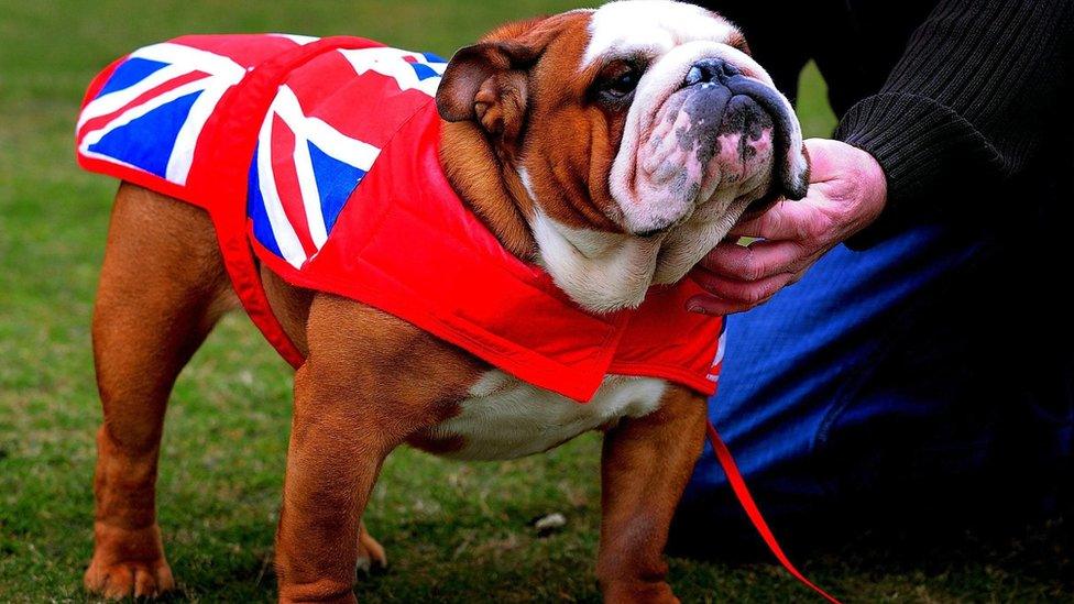 A dog in a union jacket coat