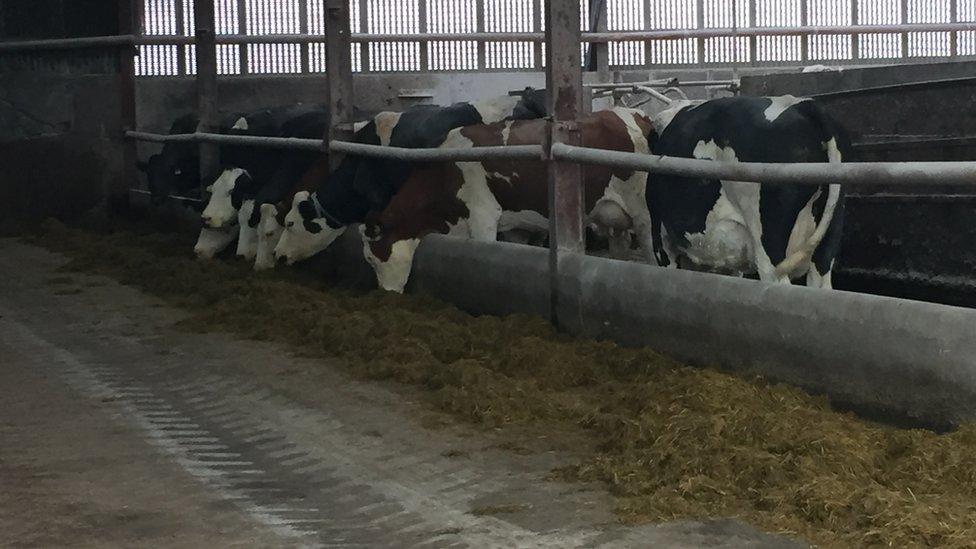 Cattle on the Chestnutt farm