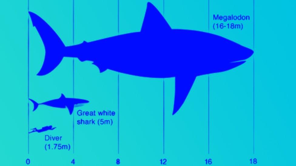 scale of megalodon compared to shark and diver