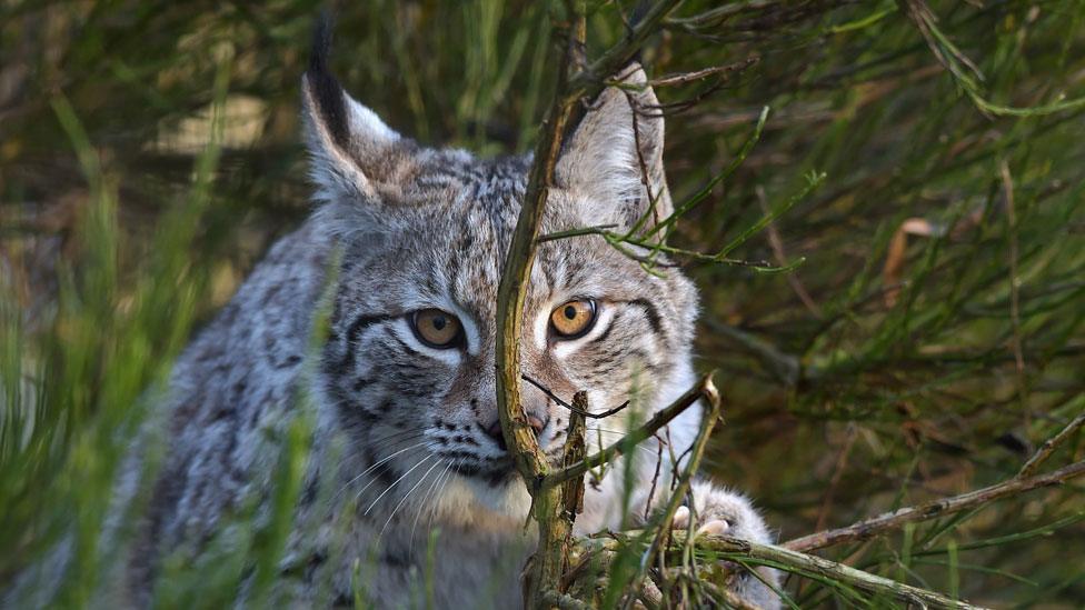 Eurasian lynx