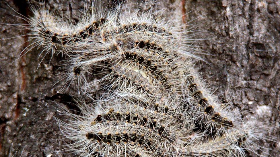 Oak processionary caterpillars, file pic