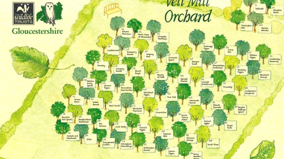 Map of trees in Vell Mill Orchard