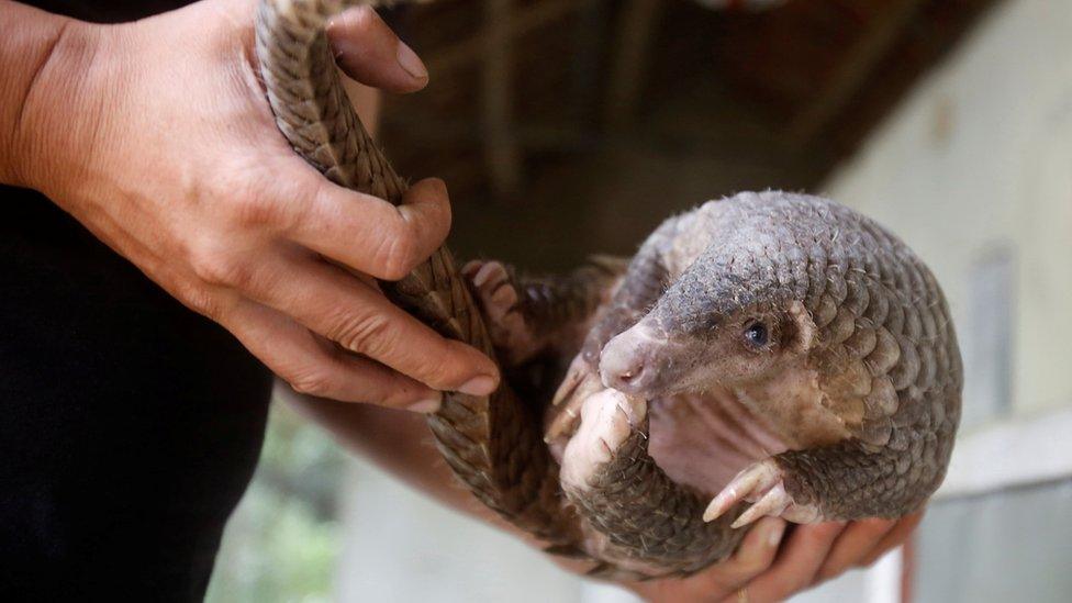 Pangolin