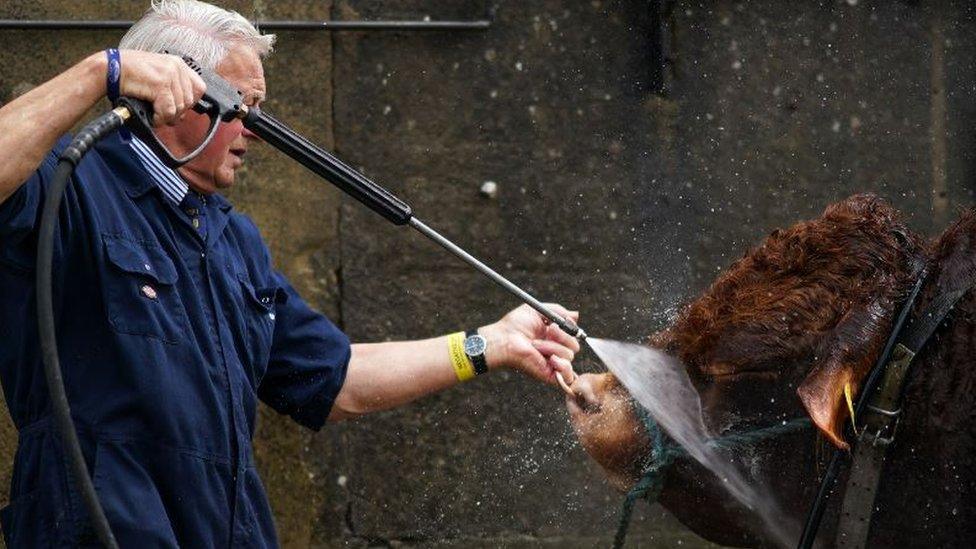 A bull is washed down by its owner at the Great Yorkshire Show