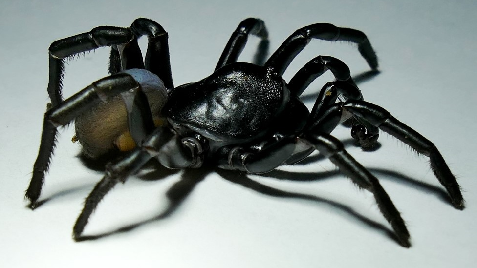 Pine Rockland Trapdoor spider