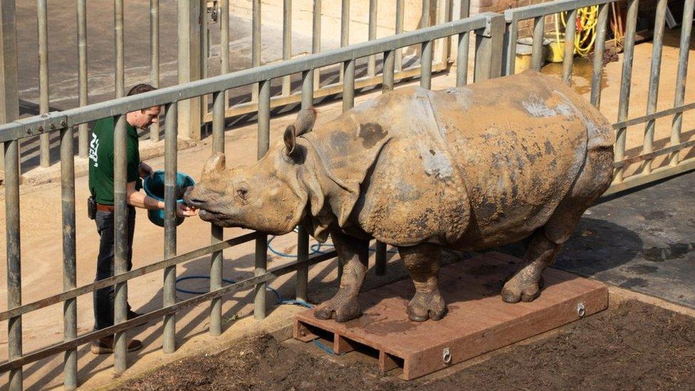 Greater one-horned rhinoceros or Indian rhinoceros (Rhinoceros unicornis) Beluki with keeper Phil Curzon