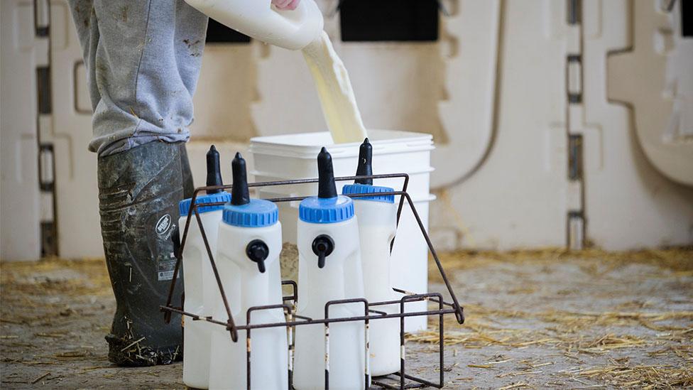 Milk in a dairy farm