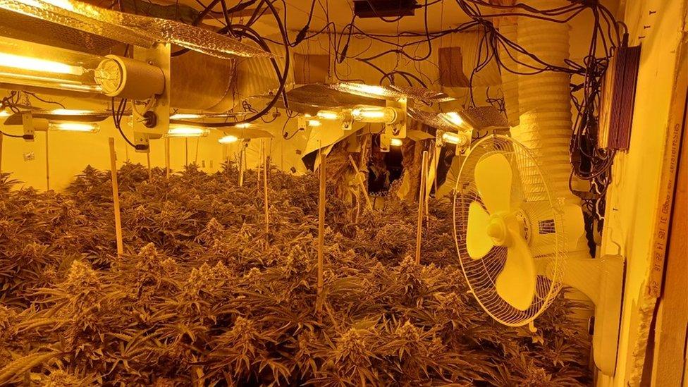 Cannabis farm in Scarborough