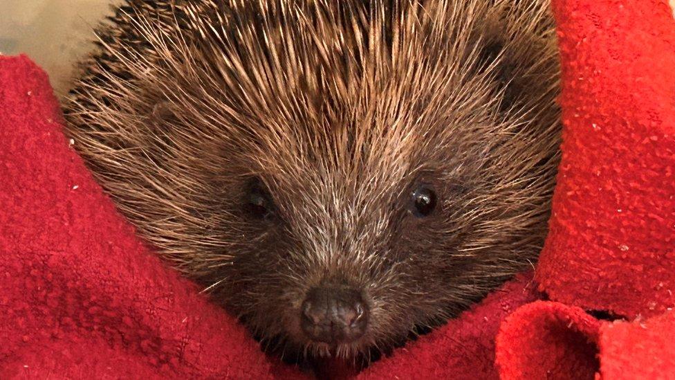 A hedgehog wrapped in a red blanket