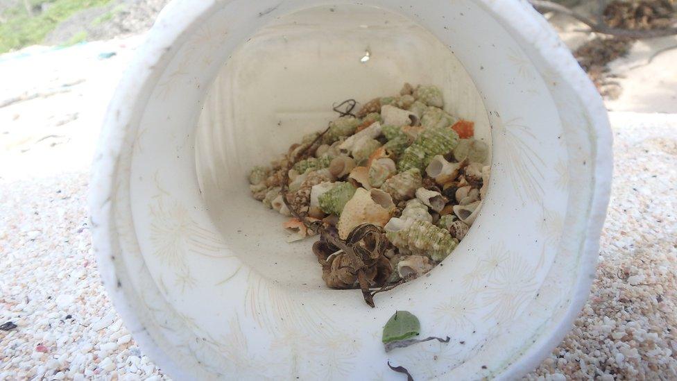 A pile of hermit crabs shells in container