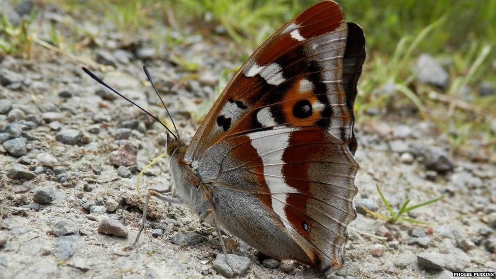 Purple Emperor butterfly displaying the Ventral Side of its wings. Photo: Phoebe Perkins