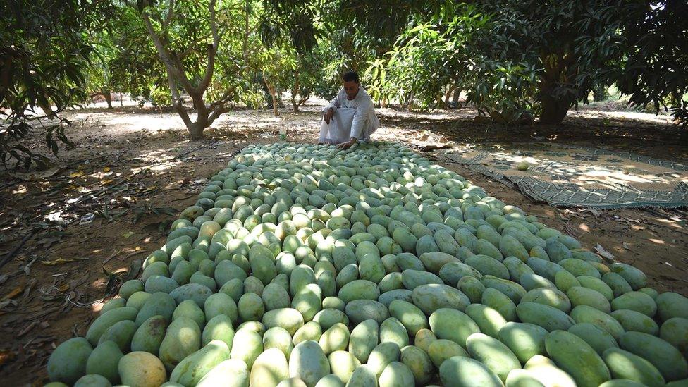 A farmer checking mangoes on laid out on the floor in Al-Giza, Egypt