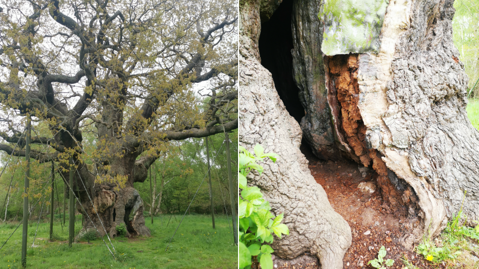 Major Oak