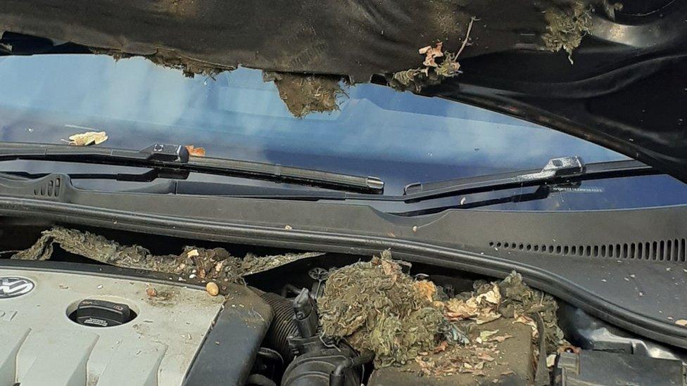 Rats nest under a car bonnet