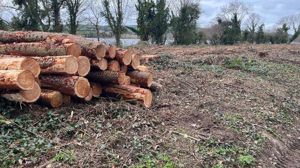 felled trees on banks of foyle