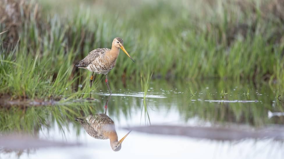 Waterbird standing in water in front of tall grasses.