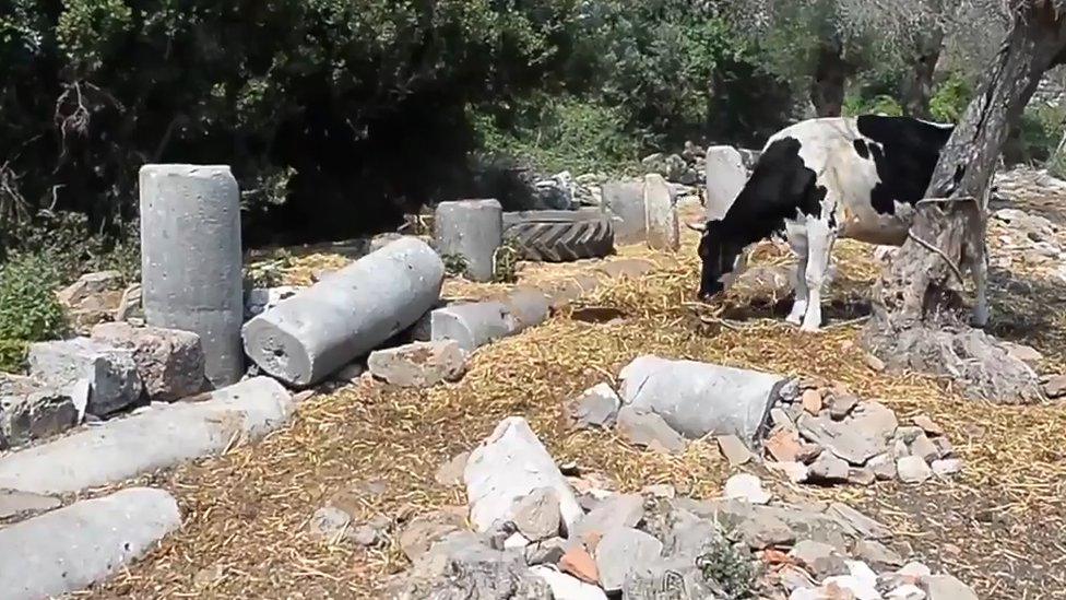 A cow grazes at the Bargylia ancient site