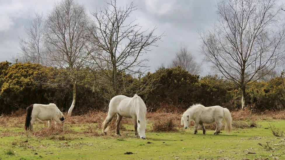 WEDNESDAY - New Forest