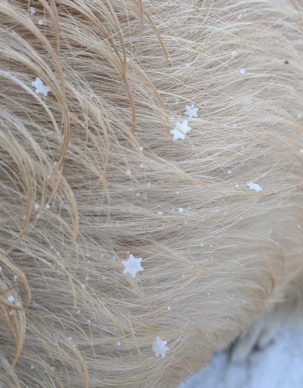 Star-shaped snow flakes in a dog's fur