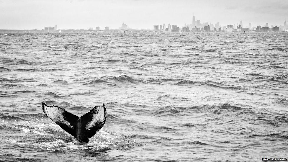 humpback whale new york