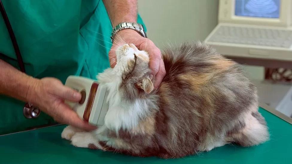 A cat being scanned