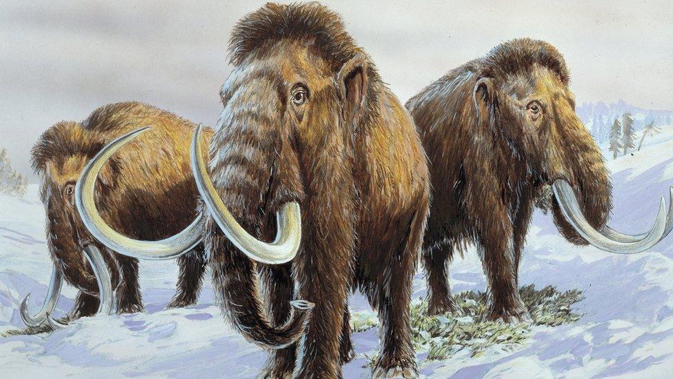 Illustration of woolly mammoths