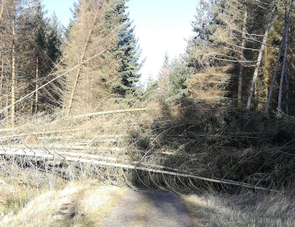 A tree across a path in Hamsterley