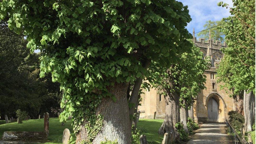 The '12 Apostles' Lime in Gloucestershire