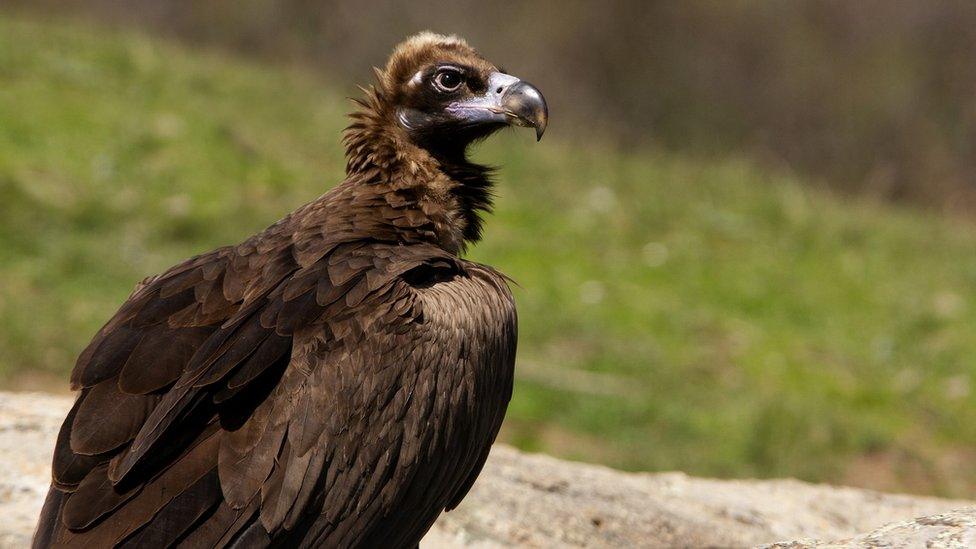 Black vulture