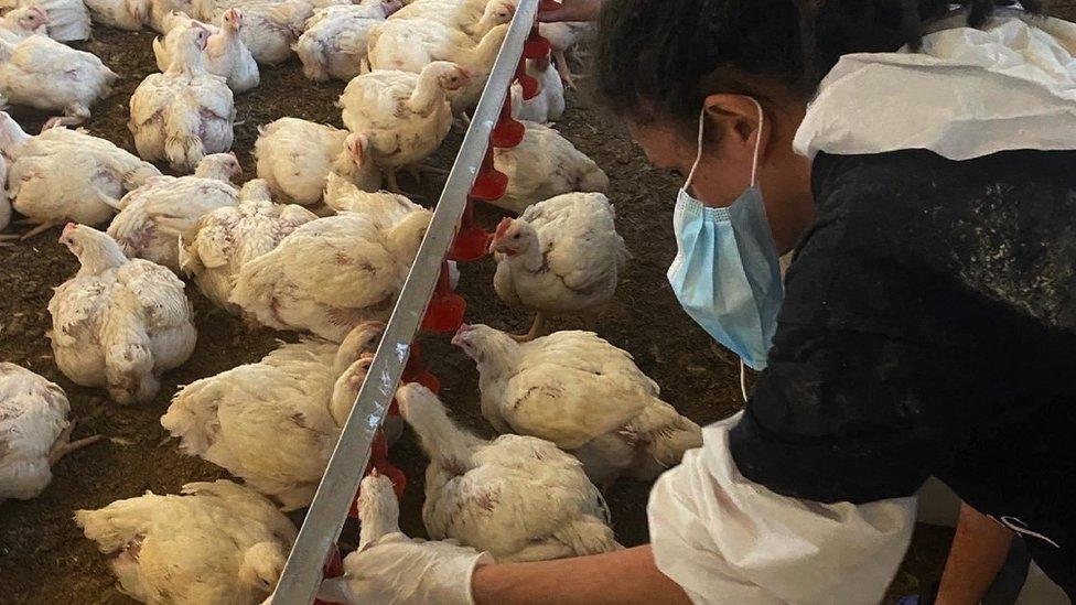 Marie Smith looking at chickens