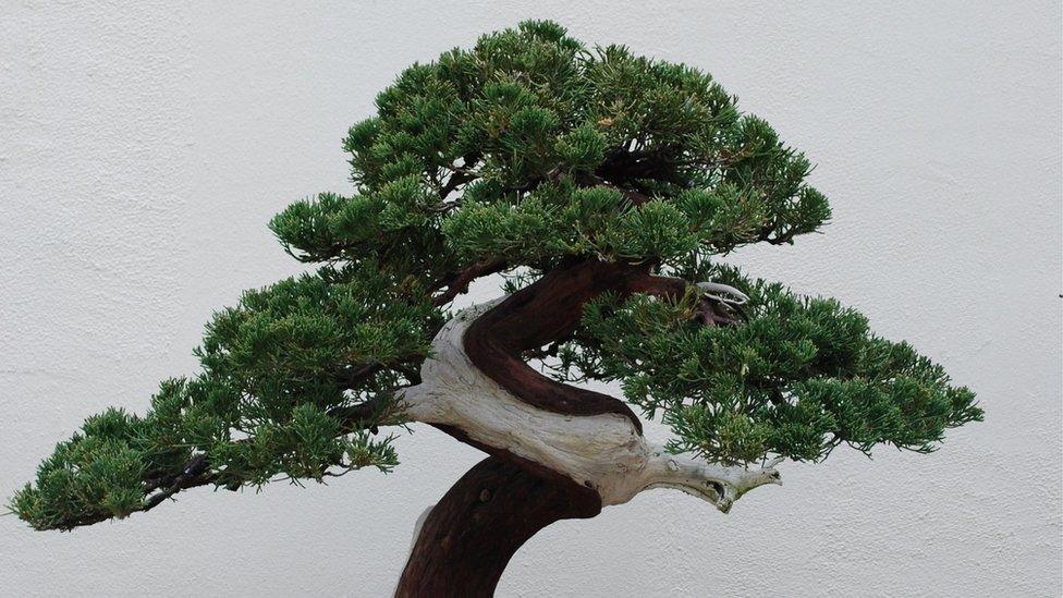 A Bonsai in Washington.