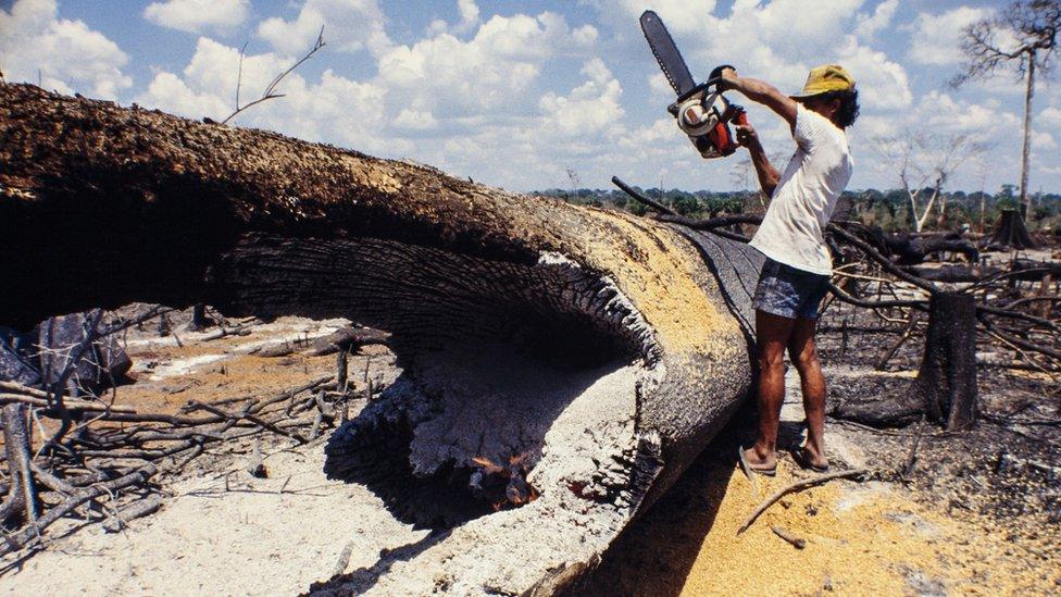 Man using a chainsaw in the the Amazon on a fallen tree