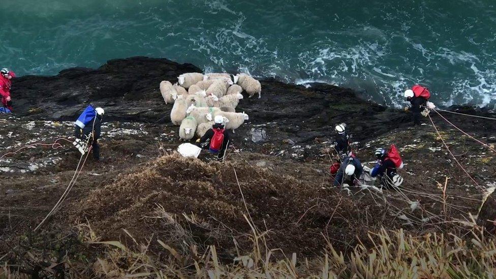 Sheep at the bottom of a cliff