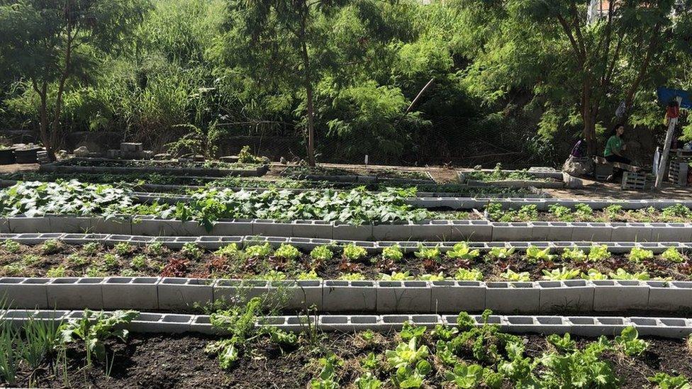 Vegetable garden in Rio