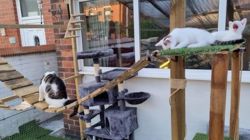 Cats resting in playground