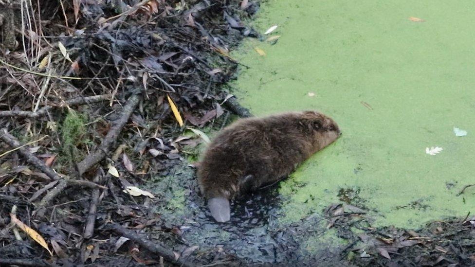 Beaver release