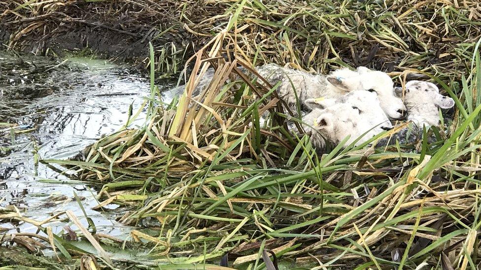 Sheep rescue, Watford, Herts