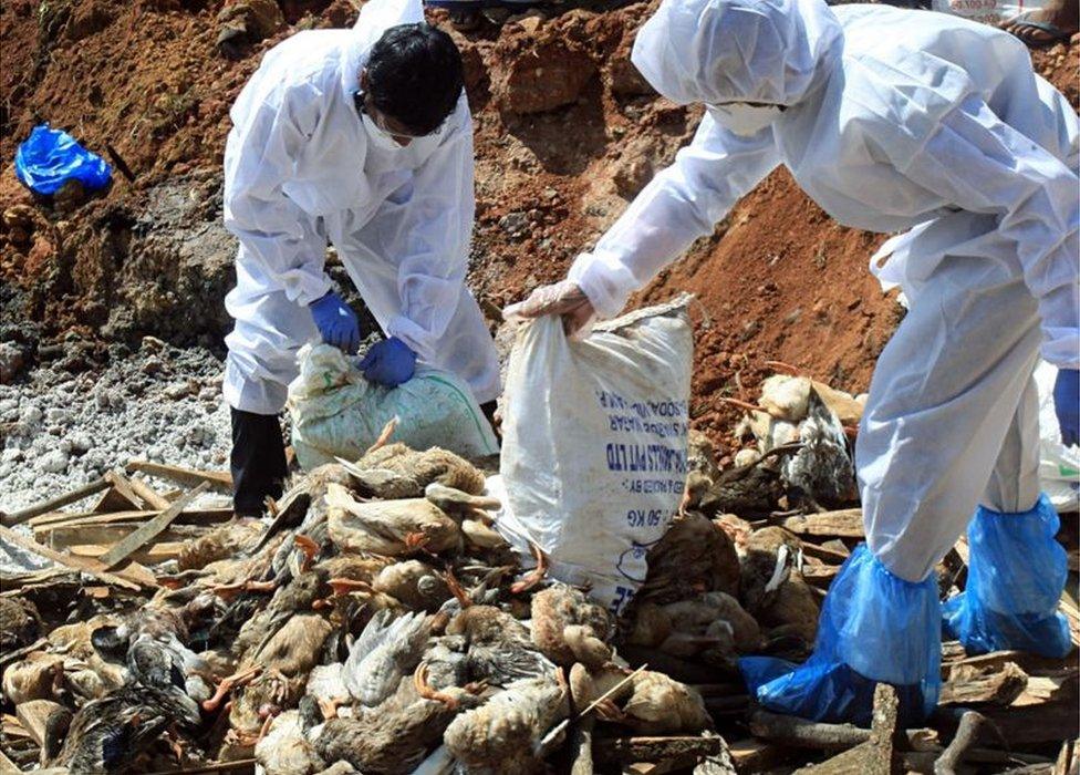 Health officials burying flocks of dead birds