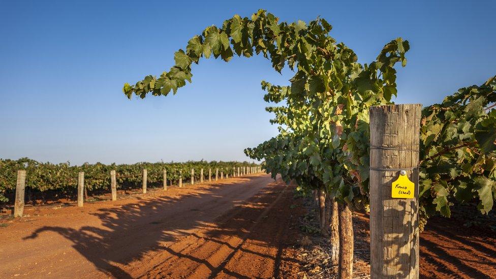 A row of fiano grapevines