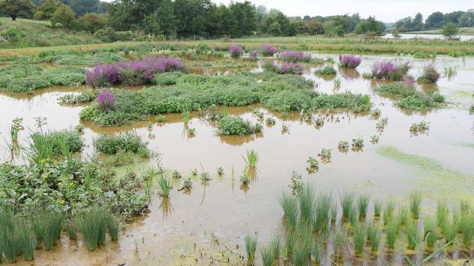 Ingoldisthorpe Wetland in Norfolk