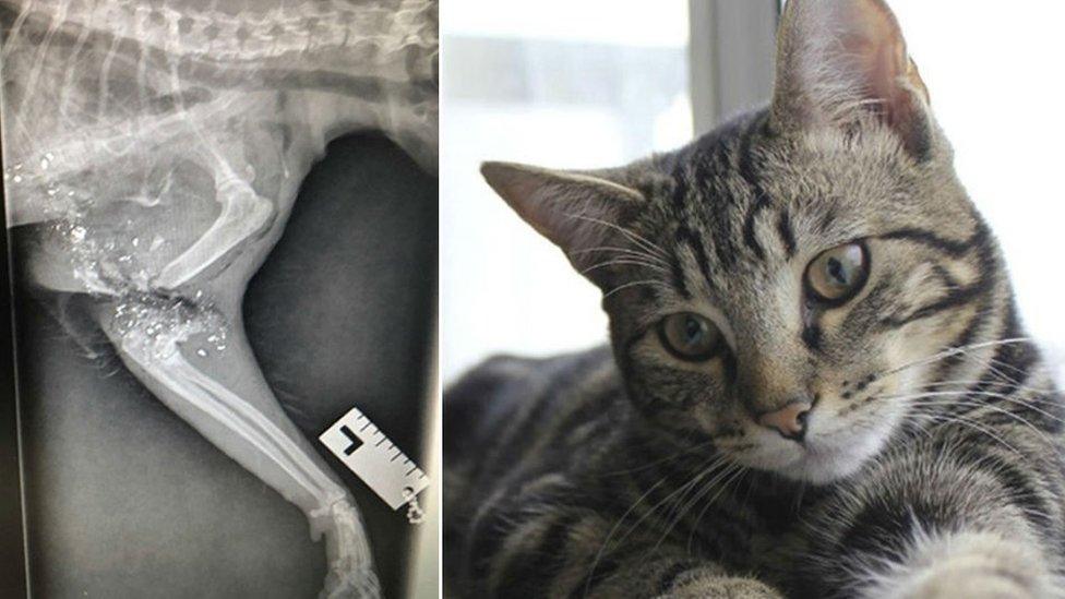 Duchy the cat and an X-ray of the pellet injury