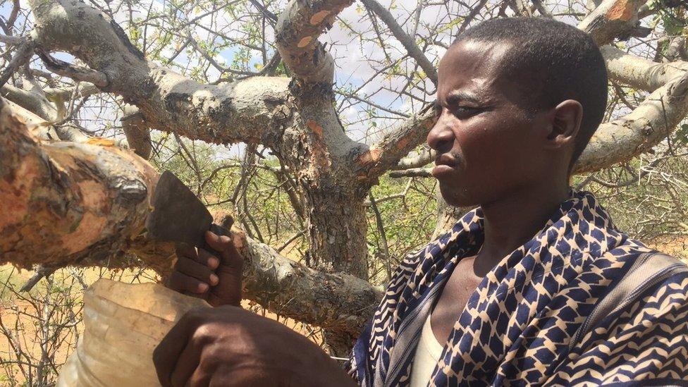 Boswelia, the tree that produces frankincense