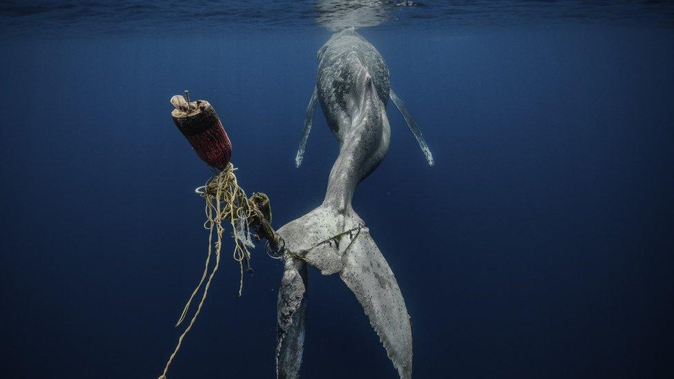 photo of a humpback whale entangled in buoys in the ocean.