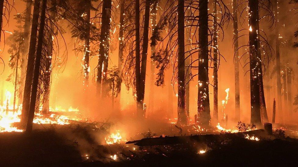 Burning trees in California